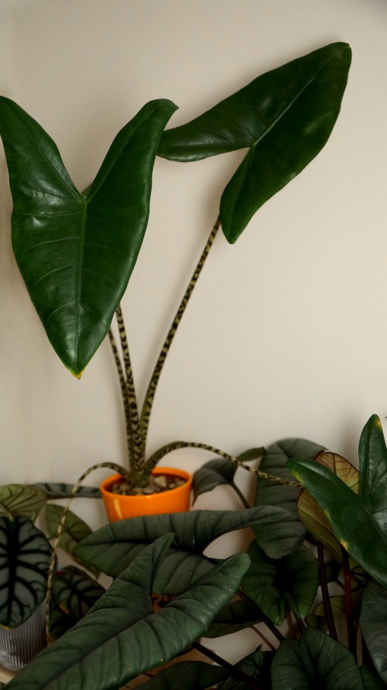 Meine 60 cm + große Alocasia zebrina