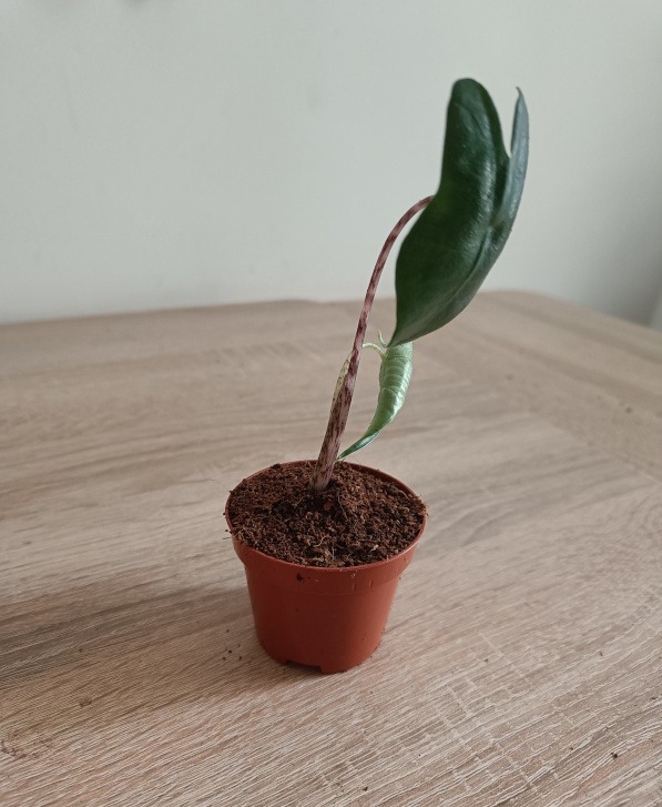 Alocasia Zebrina Babypflanze