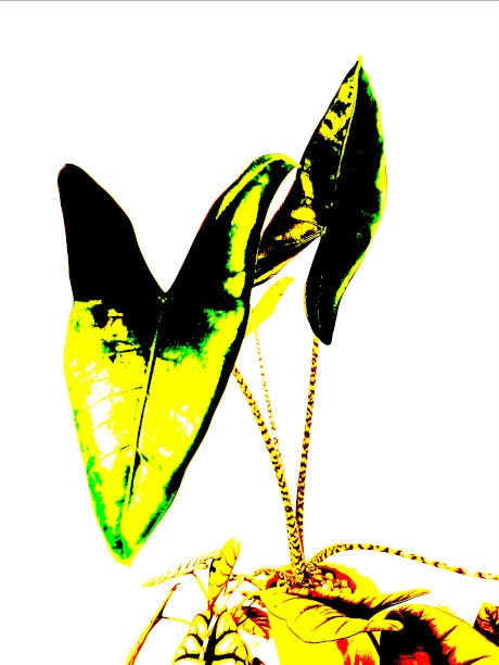 Alocasia Zebrina mittelgroß