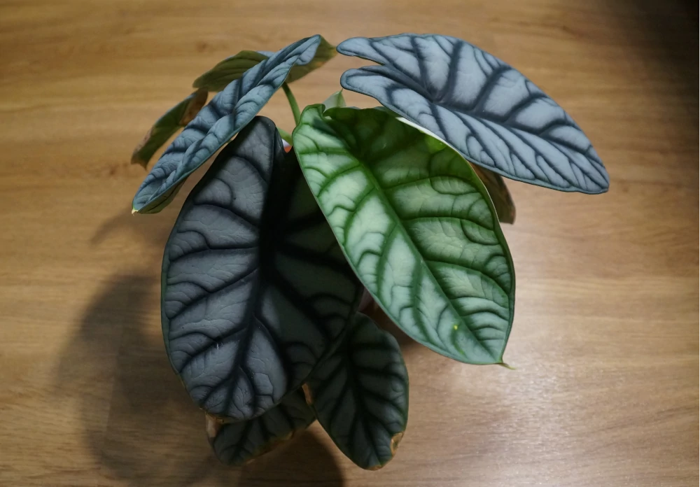 mittelgroße Alocasia Baginda Silver Dragon