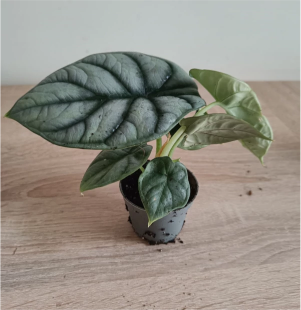 Alocasia Silver Dragon im 4cm Baby-topf