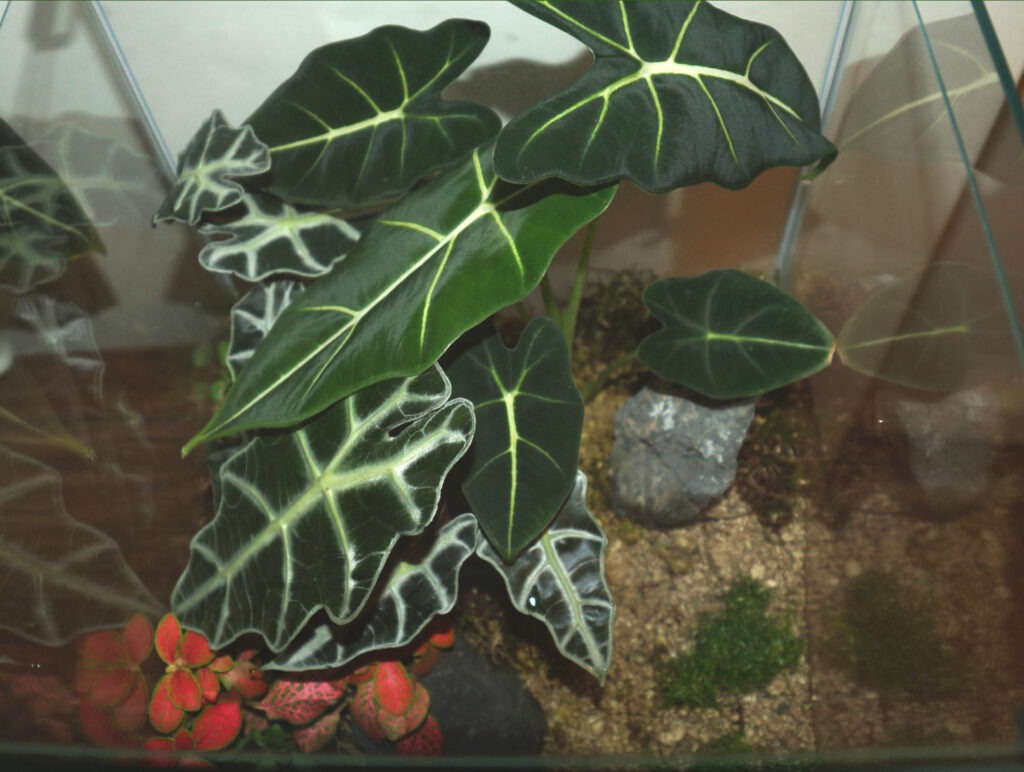 Semihydro Terrarium Draufsicht nach 2 Monaten