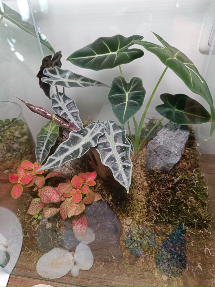 Zimmerpflanzen Terrarium 1,5 Monate nach der Bepflanzung