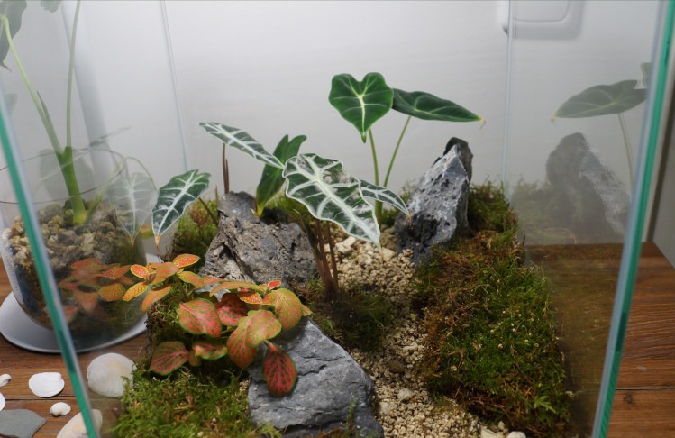 Baby Alocasien im Zimmerpflanzen Terrarium