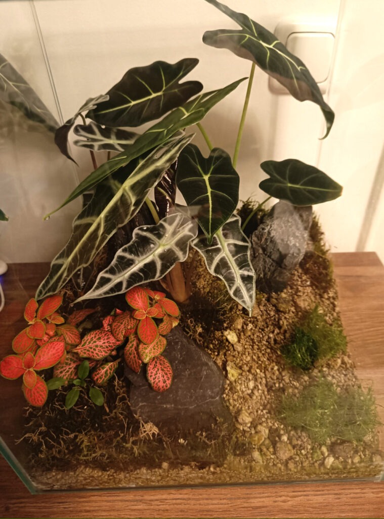 Semihydro Terrarium Frontansicht nach zwei Monaten