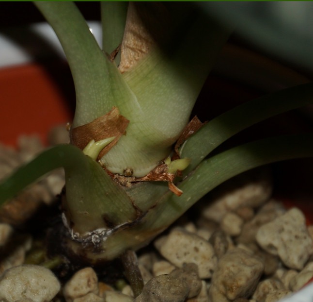 neue Austriebe am Rhizom der Alocasia Silver Dragon