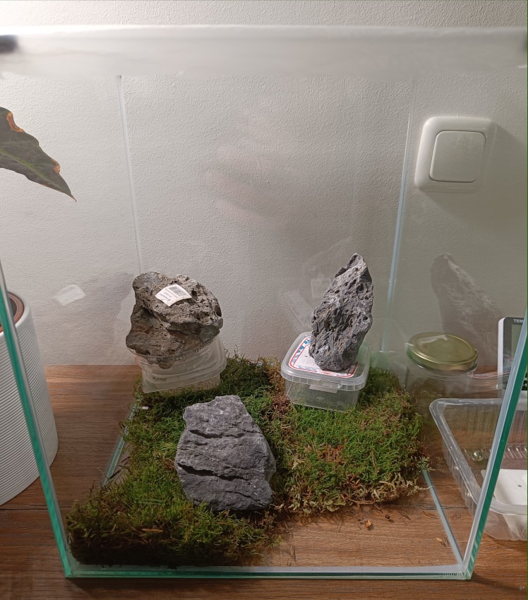 Schematischer Aufbau des Zimmerpflanzen Terrarium mit zentralen Steinen