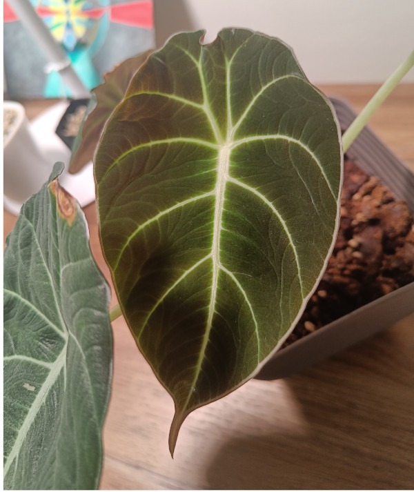 eine mittelgroße Alocasia Black Velvet mit markanten Blattvenen