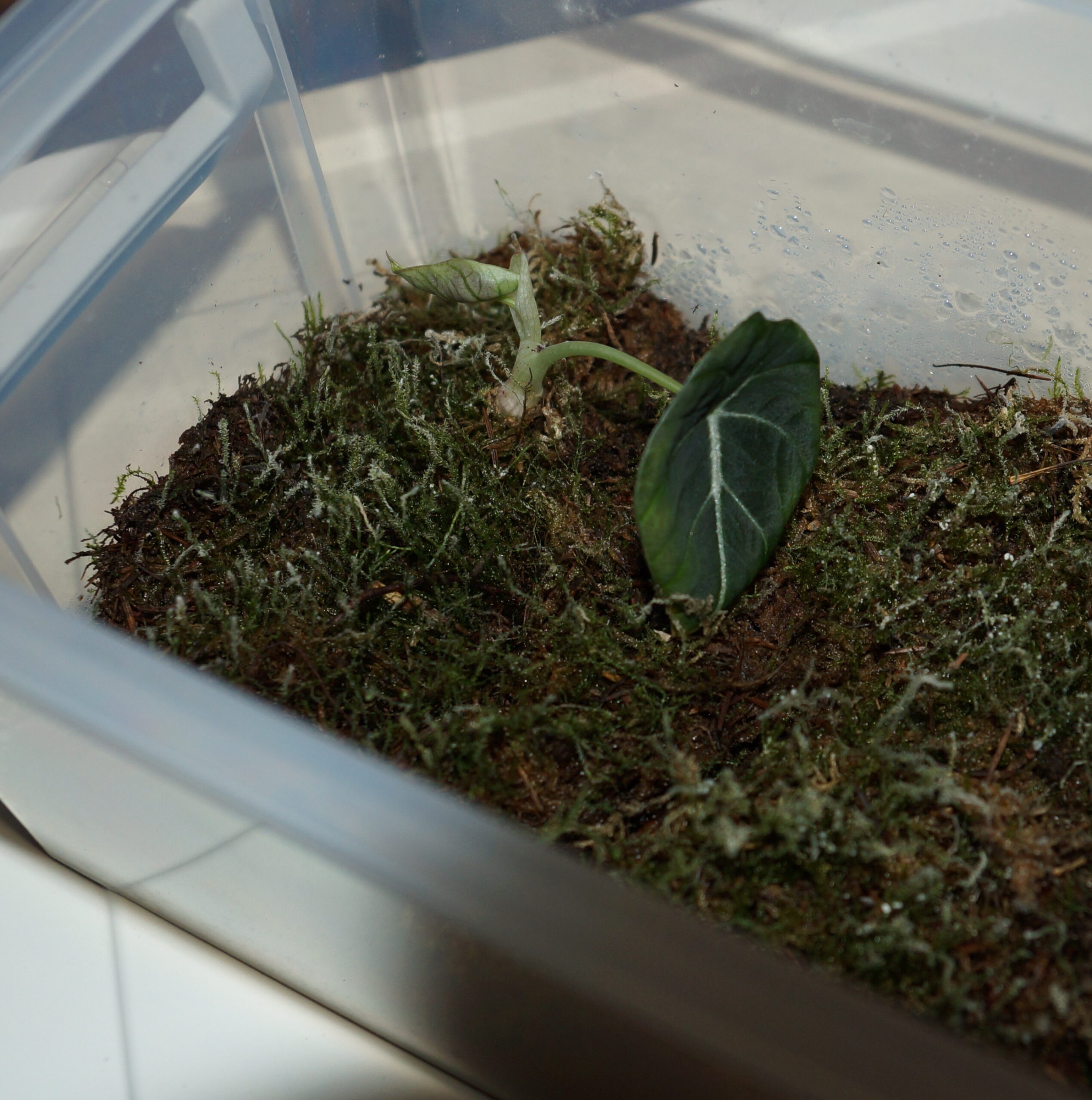 Baby-Alocasia mit zwei Blättern in Gewächshaus