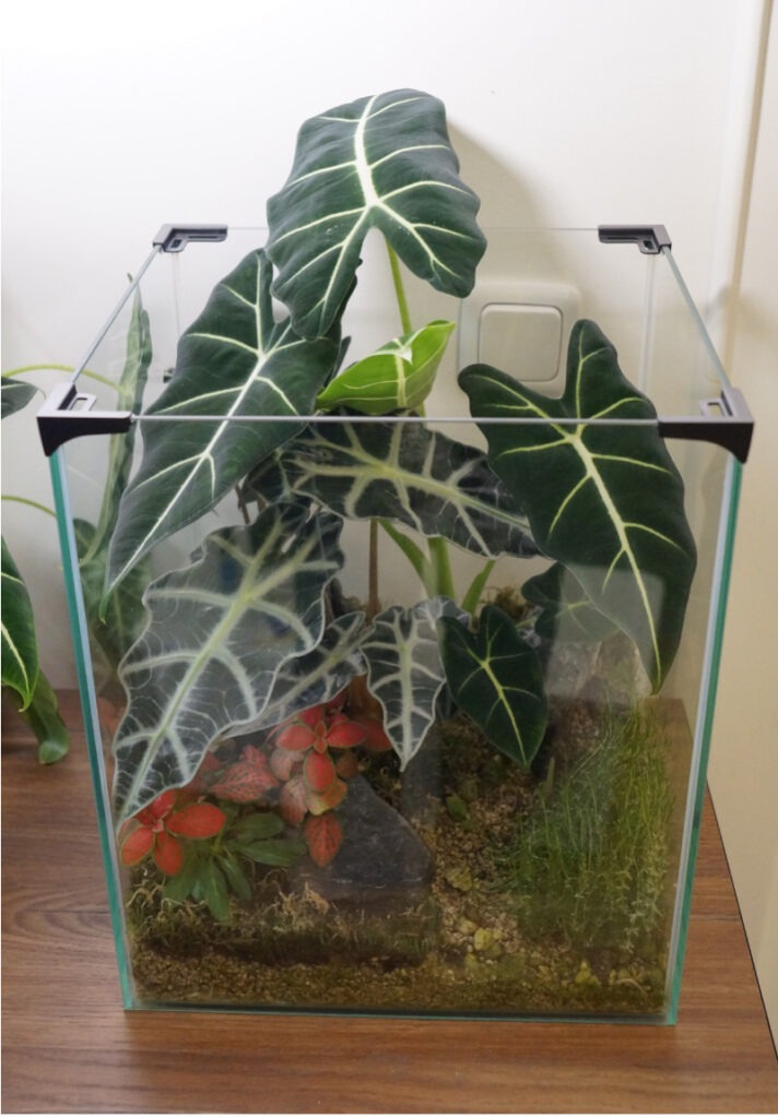 Das Terrarium ist durch die Alocasien zugewachsen