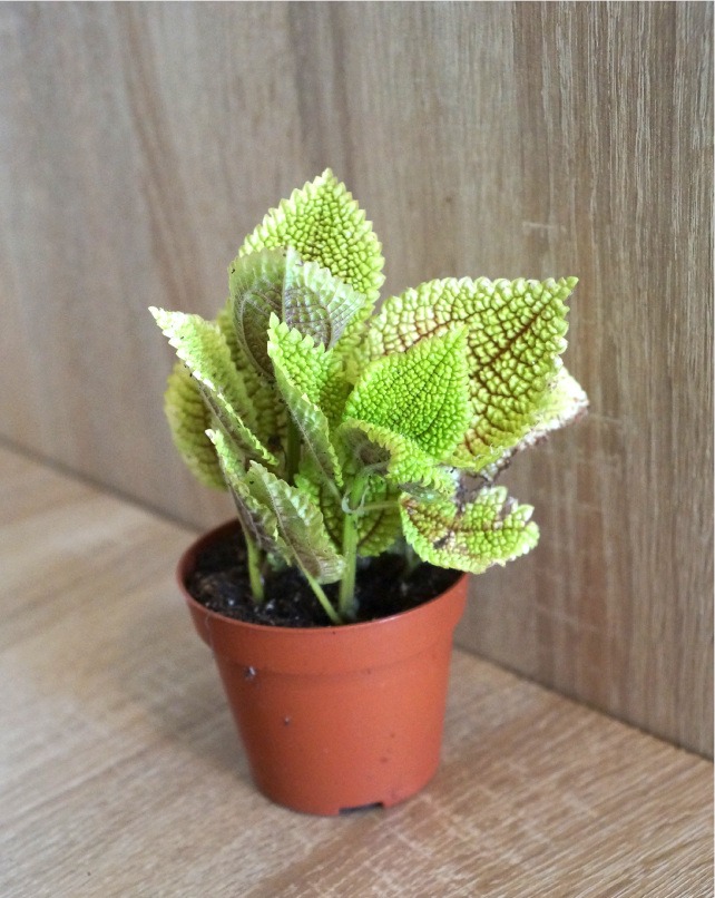 Babypflanze Pilea involucrata Moon Valley