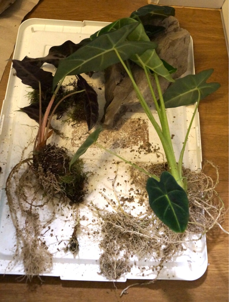 Alocasia micholitziana und Polly ausgegraben