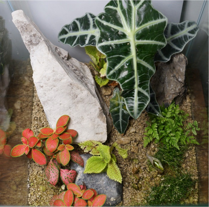 Draufsicht Alocasien-Terrarium