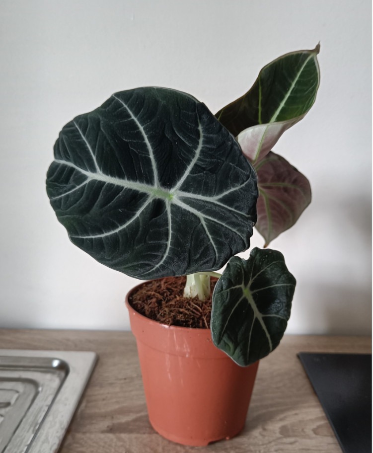 Alocasia Black Velvet mit dunklen Blättern und hellen Venen