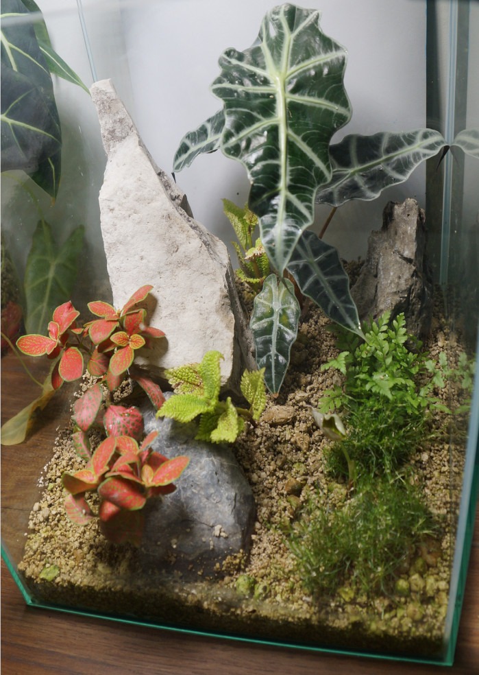 Frontansicht neu eingerichtetes Terrarium