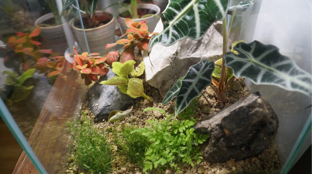 Seitenansicht Alocasien-Terrarium