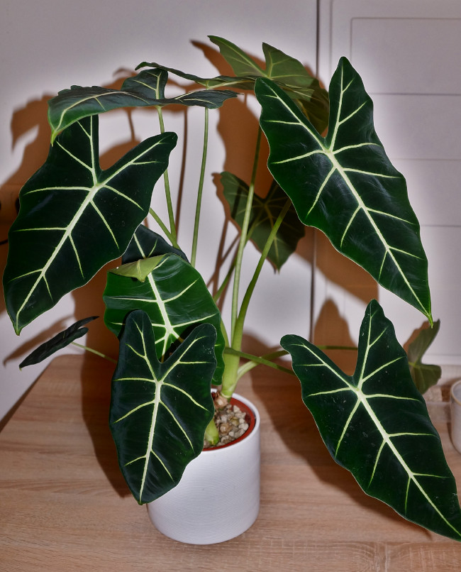 ein voller Topf von Alocasia micholitziana