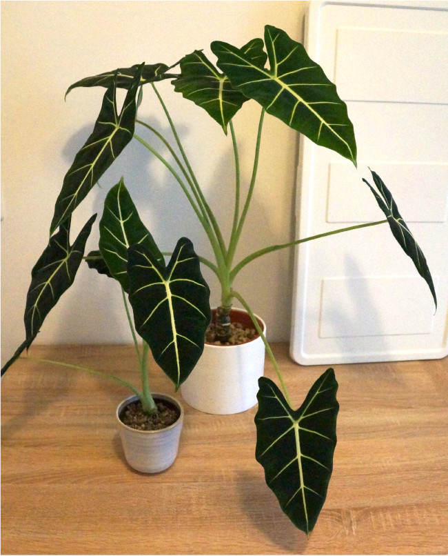 Kleine und große Alocasia micholitziana
