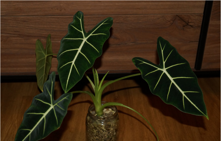 Alocasia Micholitziana Green Velvet vor dunklem Holzhintergrund