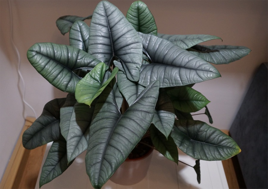 buschige Alocasia Platinum mit vielen Ablegern