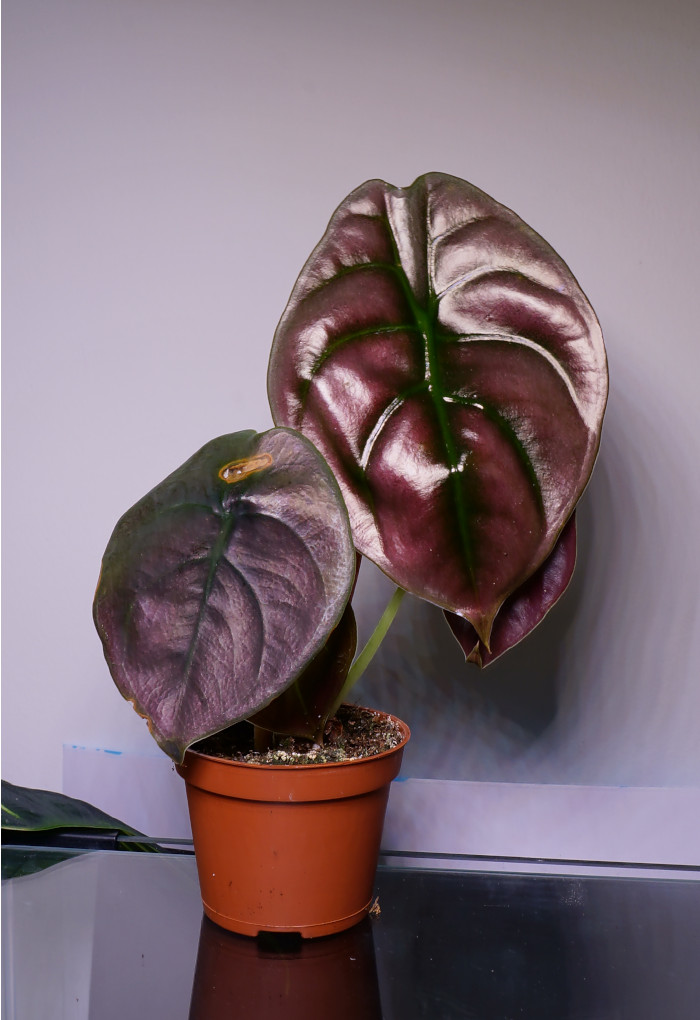 Babypflanze einer Alocasia Cuprea Red Secret