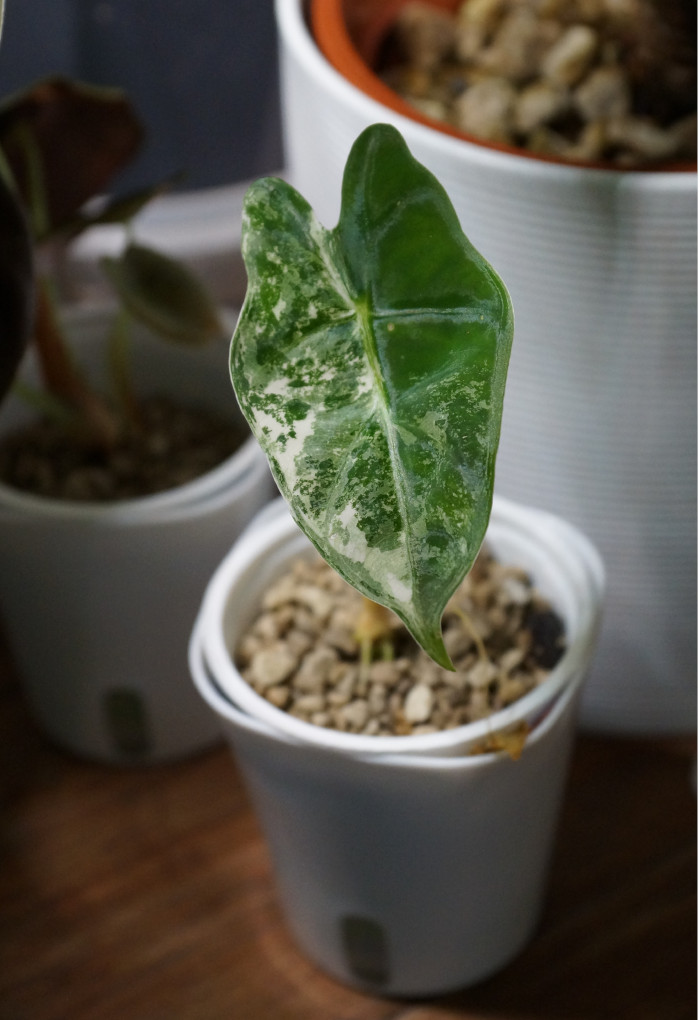 Babypflanze einer Alocasia Frydek variegata
