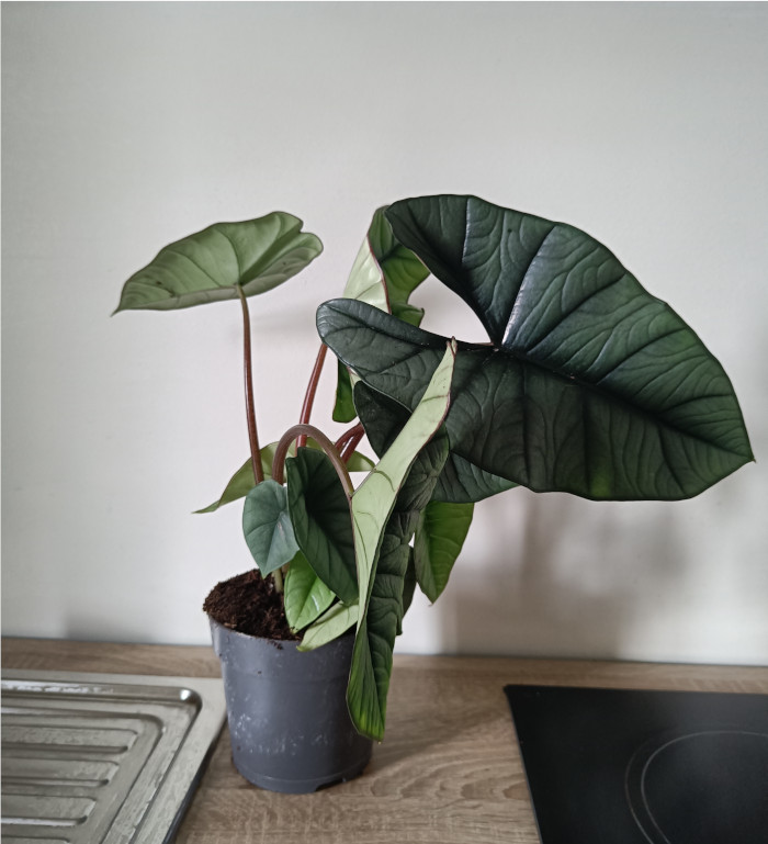 Die Alocasia Platinum in einer mittleren Größe