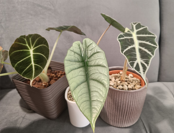 Alocasia Polly - Platinum - Black Velvet