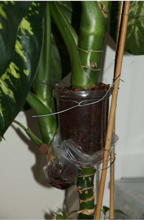Dieffenbachia-Stamm mit Moos umwickelt