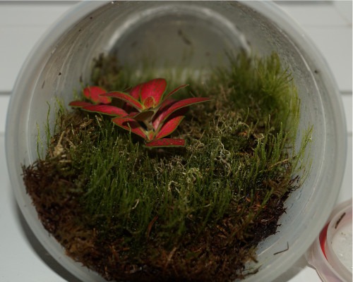 Fittonia albivenis ruby lime in Moosbox vermehren