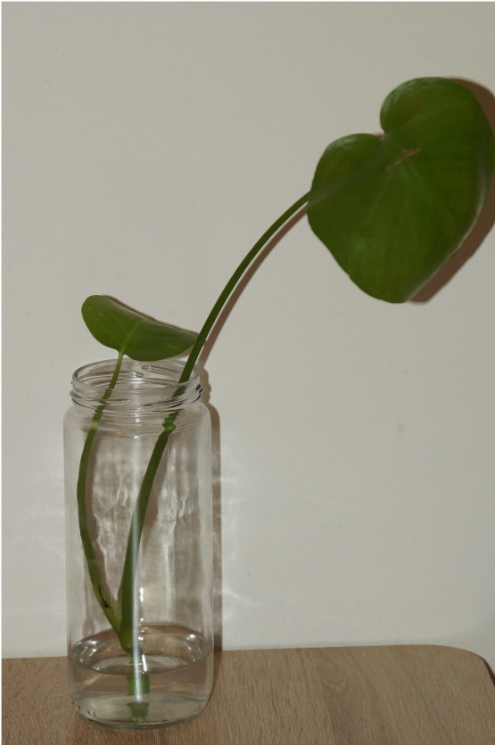 Kopfsteckling von Monstera Deliciosa in Wasser