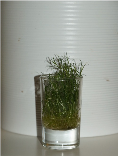 Schnitt von Sagina subulata in Wasser vermehren