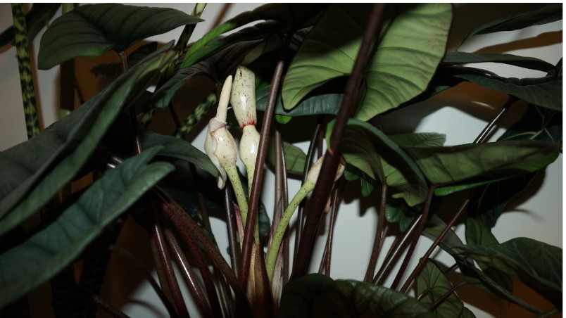 Große Alocasia Platinum mit mehreren Blüten