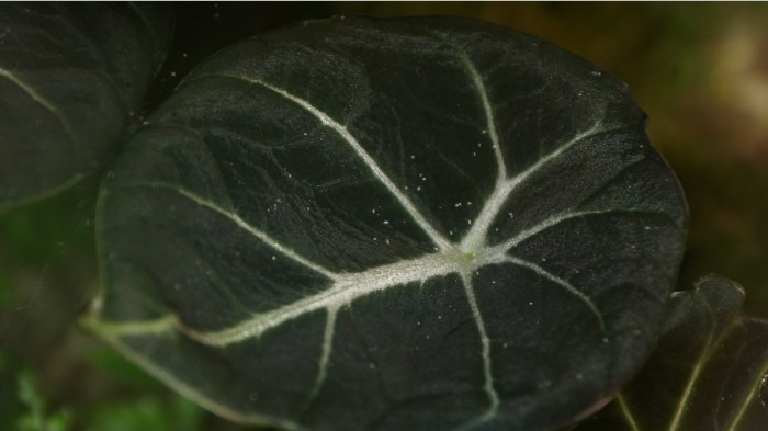 Alocasia Black Velvet hat Spinnmilben