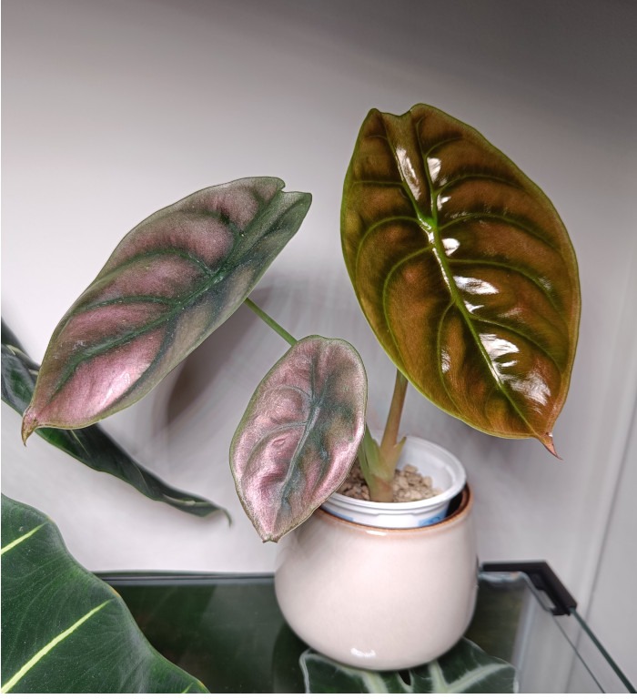 Hellbraun-rot gefärbtes Blatt der Alocasia cuprea Red Secret