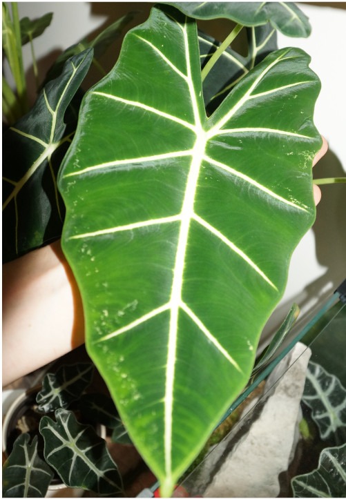 sehr großes Blatt von Alocasia Green Velvet
