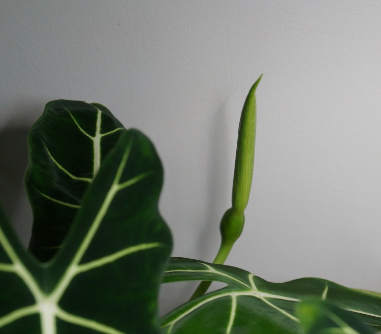 geschlossene Blüte einer Alocasia Green Velvet
