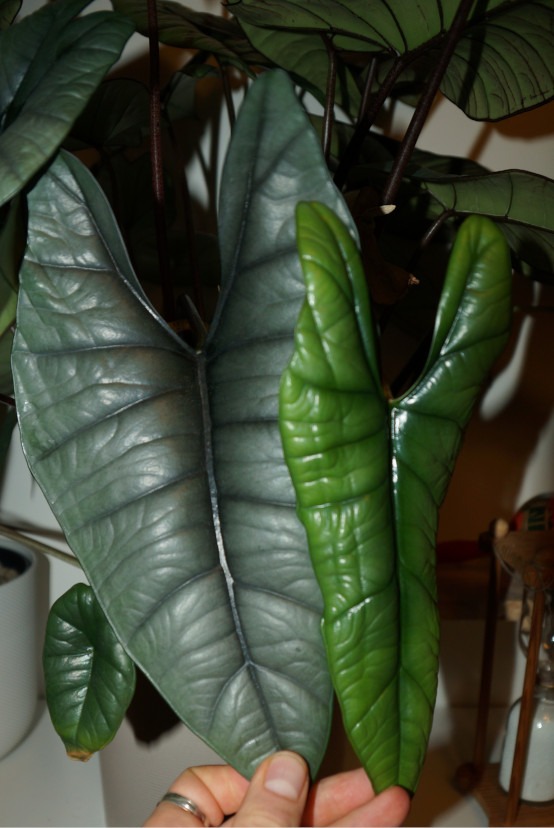 Blätter wachsen kleiner wenn Alocasia blüht