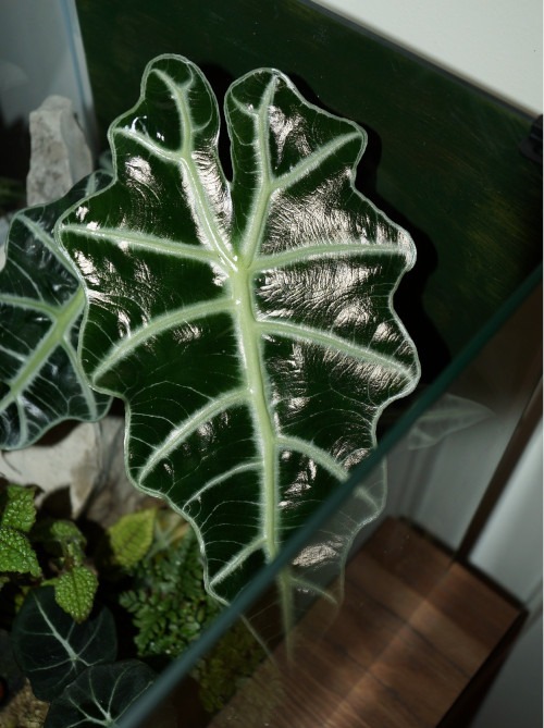 großes Blatt von Alocasia Polly im Semihydro-Terrarium