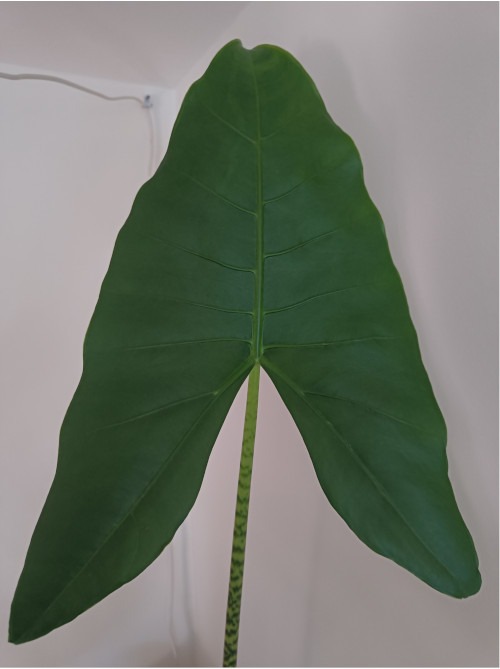 sehr großes Blatt von Alocasia Zebrina