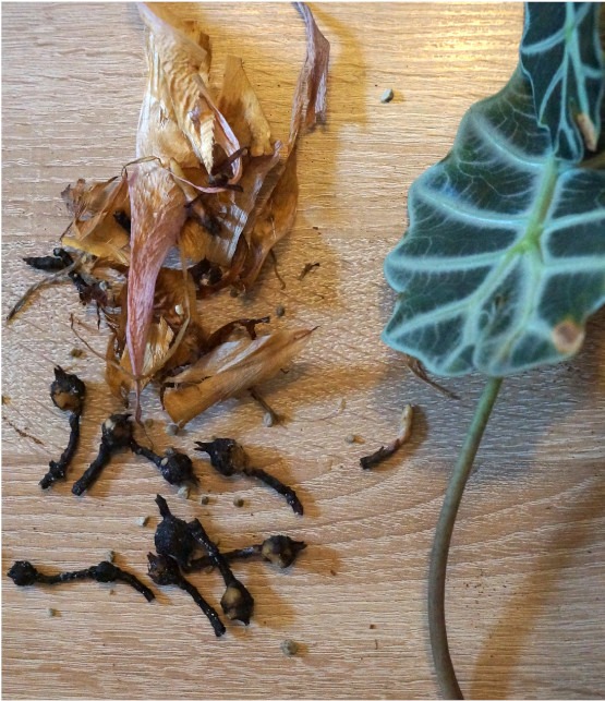 abgeschnitte Blätter von älterer Alocasia
