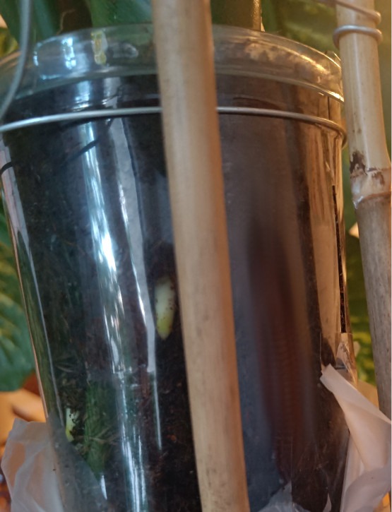 Abmoosen von Stamm von Dieffenbachia