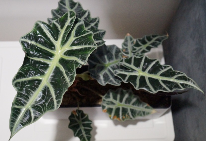 Draufsicht Alocasia Polly in Blumenkasten