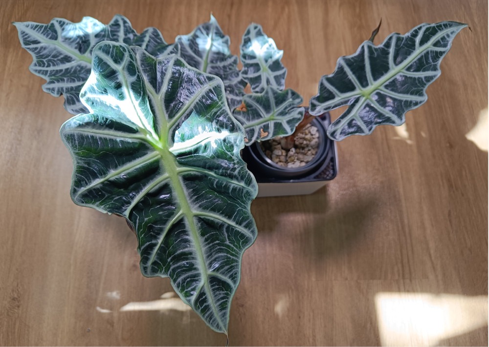 Draufsicht auf Alocasia Polly