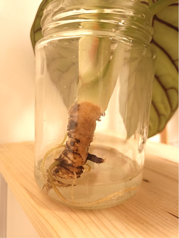 Beschädigtes Rhizom der Alocasia Silver Dragon in Wasserglas