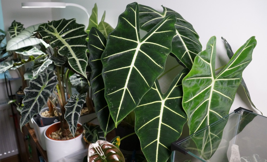 Alocasia Green Velvet und Polly auf Pflanzenregal