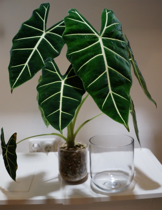 Alocasia Green Velvet in Glasvase wird umgetopft in größere Vase