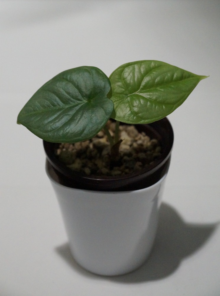 Babypflanze einer Alocasia baginda silver dragon