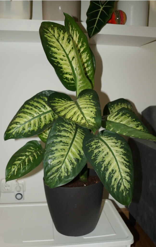 Zwei kleine Dieffenbachia in dunkelgrauem Topf