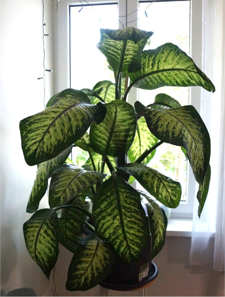 Neu eingetopfte Dieffenbachia mit drei Stämmen
